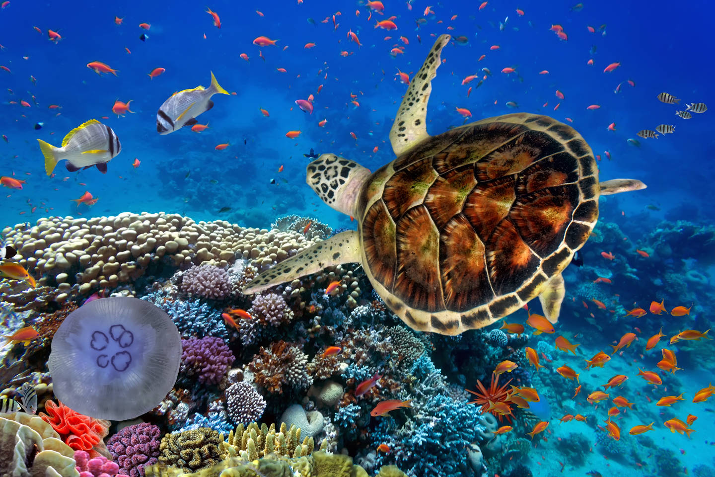 Mietwagen in Cairns, Australien | Europcar