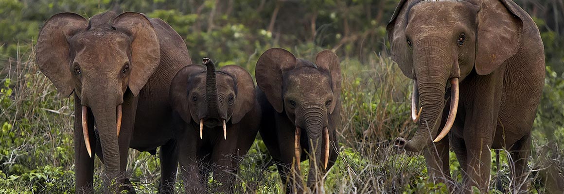 Location de voiture, Cote d'Ivoire