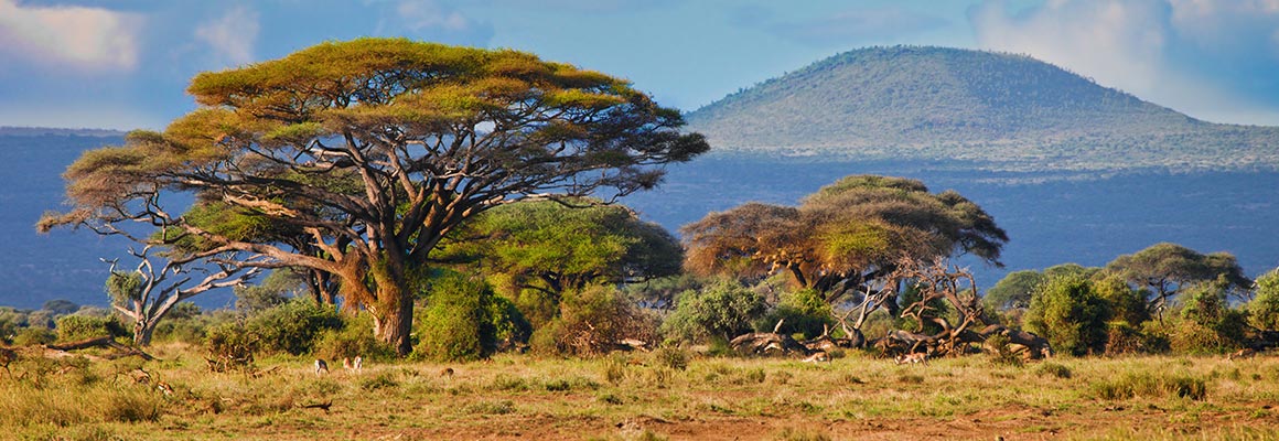 Location de voiture, Ouganda