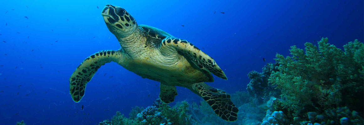 Car Hire in Saint-Pierre, Reunion Island